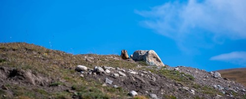Gray marmot (Marmota baibacina) looking out of its hole, Sary Tash valley, Kyrgyzstan, Asia