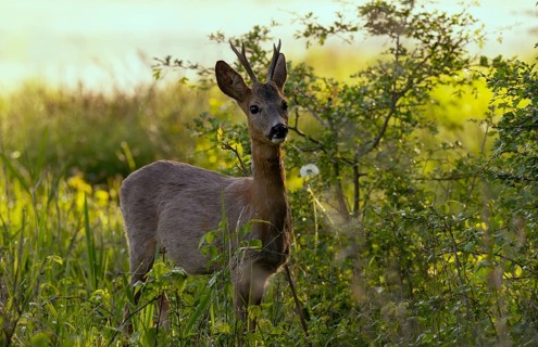 Roebuck (Capreolus capreolus), meadow, Lower Austria