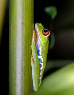 Red-eyed tree frog (Agalychnis callidryas) sitting on a stem, at night, Tortuguero National Park,