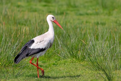 White stork (Ciconia ciconia) standing in a wet meadow, Ochsenmoor on Lake Duemmer, Lower Saxony,