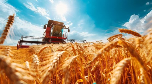 Combine harvester. collecting harvest of rye and wheat, Agriculture grain farming concept, AI
