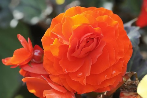 Tuberous begonia (Begonia x tuberhybrida), flower, ornamental plant, North Rhine-Westphalia,