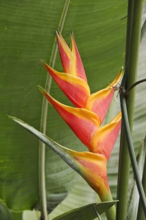 Heliconia (Heliconia caribaea), inflorescence, houseplant, North Rhine-Westphalia, Germany, Europe