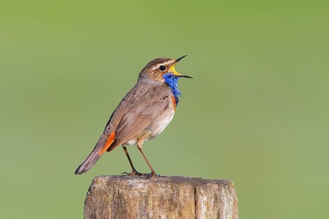 White-starred bluethroat (Luscinia svecica cyanecula), male, singing from a wooden fence post,