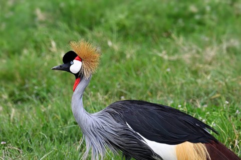 Black crowned crane (Balearica pavonina) Ngorongoro Crater, Ngorongoro Conservation Area, Tanzania,