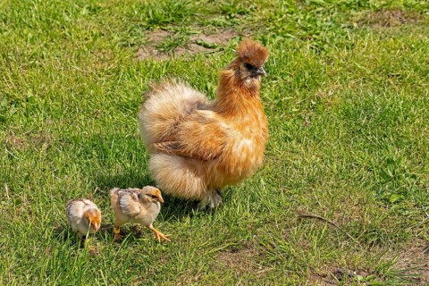 Silk hen with Wyandotte chick, hen, Wittorf, Samtgemeinde Bardowick, Lower Saxony, Germany, Europe