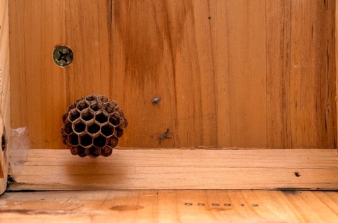 Wasp nest, nest in a wooden shed, european paper wasp (Polistes dominulus), also European Paper