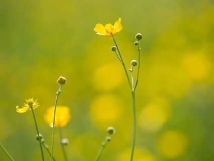 Meadow with tall buttercups (Ranunculus acris), buttercup, common buttercup, near Irdning, Ennstal,