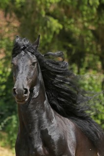 Friesian, Friesian horse, Mane