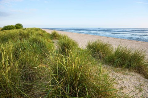 Marram grass (Ammophila arenaria) on dune and beach, Wadden Sea, Schillig, Wangerland, East Frisia,