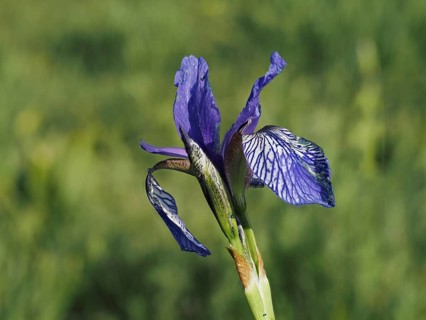 Siberian iris (Iris sibirica), close-up with focus stacking, near Irdning, Ennstal, Styria,