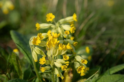 Common cowslip in a meadow, Primula veris