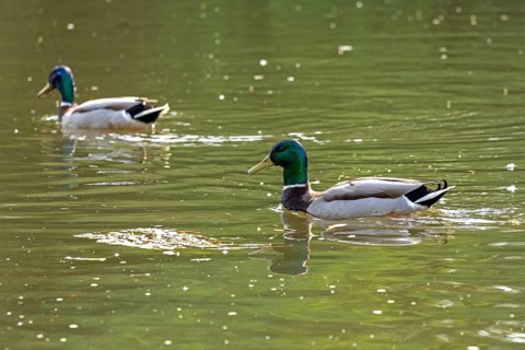 Mallards, drake, pond, Boizenburg, Mecklenburg-Western Pomerania, Germany, Europe