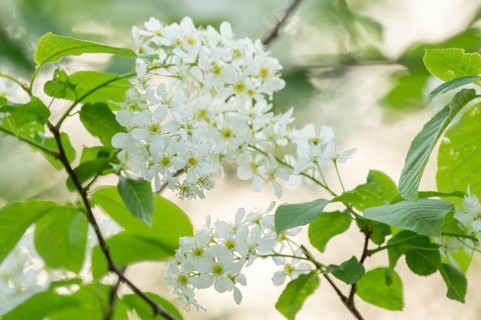 European Bird Cherry (Prunus padus), flowers and leaves, Lower Saxony, Germany, Europe