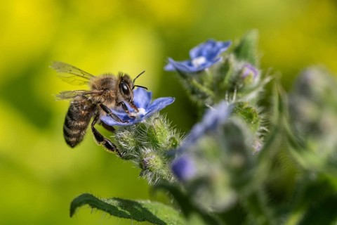 Honey bee (Apis mellifera) on Spanish ox tongue (Pentaglottis sempervirens), Emsland, Lower Saxony,