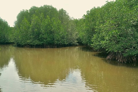 Lush dense population of mature mangrove trees in the swampy coastal waters as a result of