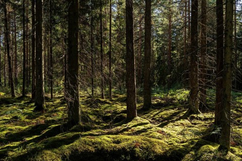 Mossy forest floor, pine trees, Tingsryd, Kronobergs laen, Sweden, Europe