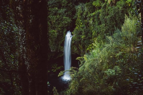 Omanawa Falls waterfall near Tauranga, New Zealand. Tropical nature surrounds the waterfall