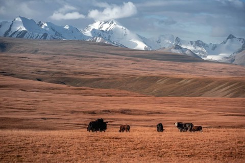 Glaciated and snow-covered mountains, yaks grazing on the plateau in autumnal mountain landscape
