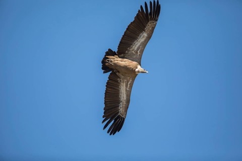 Griffon vulture (Gyps fulvus), Monfraguee National Park, Extremadura, Castilla La Mancha, Spain,