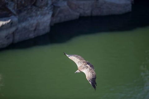 Griffon vulture (Gyps fulvus), Monfraguee National Park, Extremadura, Castilla La Mancha, Spain,