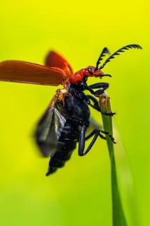 Red-Headed Cardinal Beetle, Pyrochroa serraticornis, Beetle on grass
