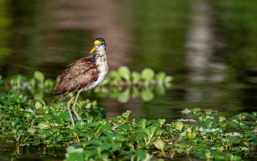 Northern jacana (Jacana spinosa), female standing on floating plants in the water, Tortuguero