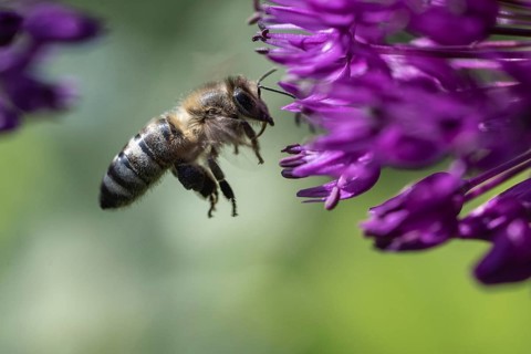 Honey bee (Apis mellifera) on ornamental leek (Allium aflatuense), Emsland, Lower Saxony, Germany,