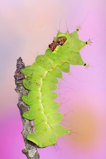 Indian luna moth (Actias selene), caterpillar, captive, occurrence in Asia