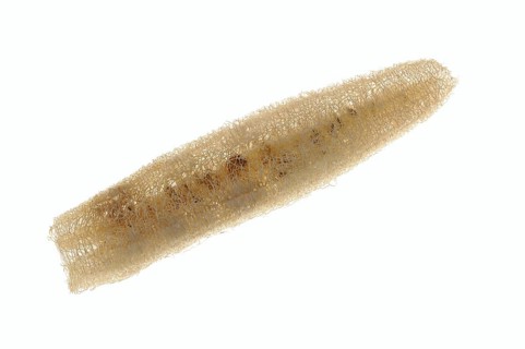 Sponge cucumber (Luffa aegyptiaca, Luffa cylindrica), fibrous interior of the ripe fruit, used as a