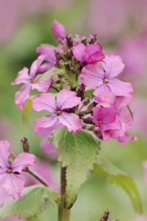 Dame's rocket (Hesperis matronalis), flowers, North Rhine-Westphalia, Germany, Europe