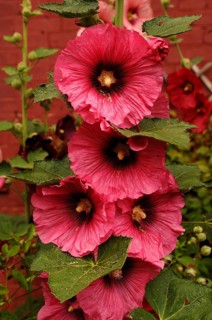 Blossoms of a hollyhock (Alcea rosa)
