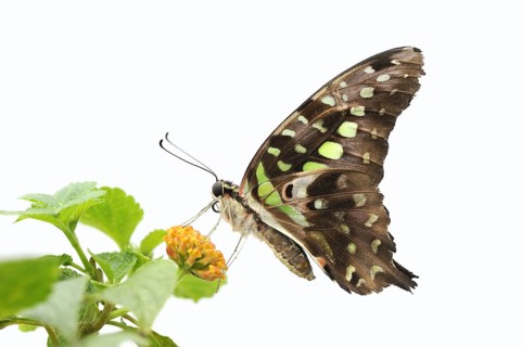 Curved jay (Graphium agamemnon, Papilio agamemnon) against a white background, captive, occurring