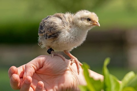 Pedigree chicken chick sits in hand, Wittorf, Samtgemeinde Bardowick, Lower Saxony, Germany, Europe