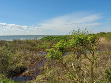 Coastal landscape with marshland, grass and bushes in front of a blue sky with clouds, dune and