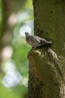 Stock Dove (Columba oenas), Emsland, Lower Saxony, Germany, Europe