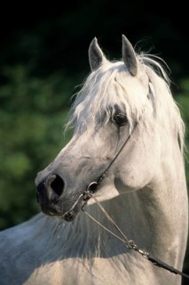 Arabian, Horse, Stallion
