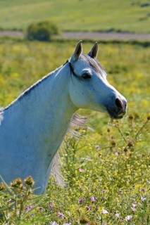 Arabian, Horse, Portrait