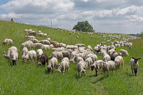Sheep grazing on the dyke, cyclist, Elbe cycle path near Boizenburg, Mecklenburg-Western Pomerania,