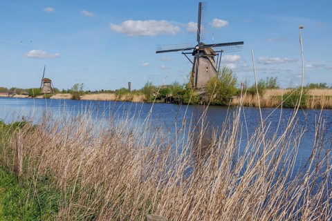 Windmills and reeds on the riverbank under a blue sky, many historic windmills on a river in the