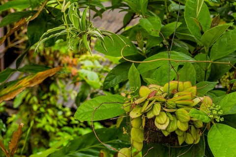 Beautiful jade plant plant in flower pot hanging from tree with lush vegetation in background in