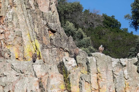 Griffon vulture (Gyps fulvus), Monfraguee National Park, Extremadura, Castilla La Mancha, Spain,