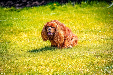 Cavalier King Charles Spaniel domestic dog (Canis lupus familiaris) in a meadow, Schoenheide,