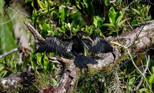 Anhinga (Anhinga anhinga) with outstretched wings, sitting on a branch and drying its feathers,