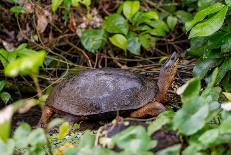 American tortoise (Rhinoclemmys funerea) among aquatic plants, Tortuguero National Park, Costa