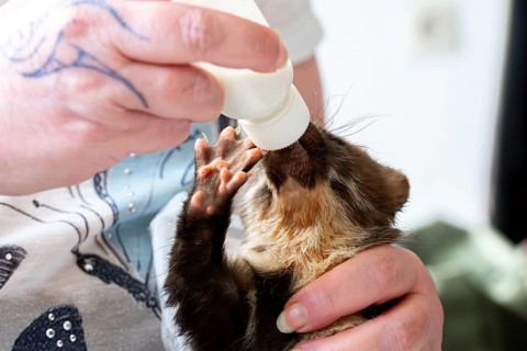 Beech marten (Martes foina), practical animal welfare, young animal receives milk with a bottle in