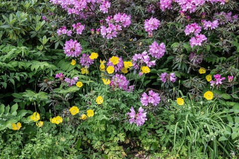 Welsh poppy (Meconopsis cambrica) in front of rhododendron, Emsland, Lower Saxony, Germany, Europe