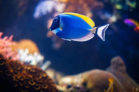 Powder-blue surgeonfish Acanthurus leucosternon aka powder blue tang fish underwater in sea