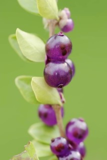 Hedge myrtle 'Maigruen' (Lonicera nitida), twig with fruit, ornamental plant, North