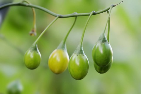 Large kangaroo apple (Solanum laciniatum), fruit on a shrub, native to Australia and New Zealand